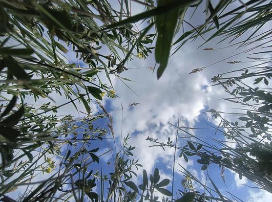 Ein Blick von unten durch grüne Pflanzen hinauf in den Himmel. Grüne Blätter, Grashalme und dünne Stängel umrahmen die Ränder des Bildes. Zwischen der Vegetation sind kleine gelbe Blüten zu sehen. Der Hintergrund zeigt einen blauen Himmel mit weißen Wolken. Die Pflanzen konzentrieren sich an den Bildrändern und lassen das Zentrum frei.