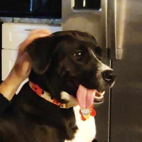Black and white dog with about four inches of tongue hanging out of the side of her mouth.
