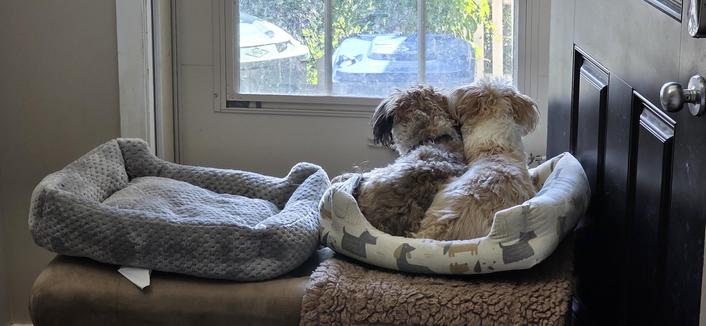 My two Chinese crusted powder puffs are sitting with their back to me looking at the front window.  They are both sitting on one little bed despite there being another half of the bench with another bed vacant beside them.
