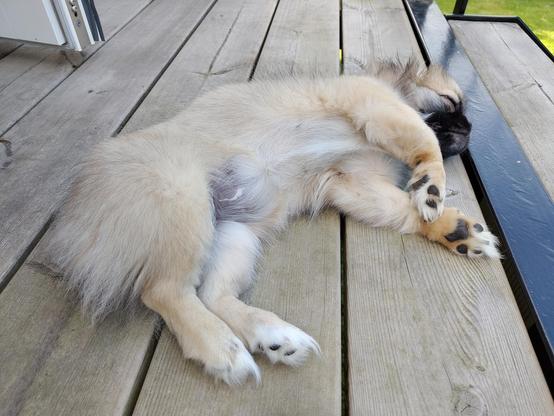 Tibetan spaniel puppy resting on the terrasse.