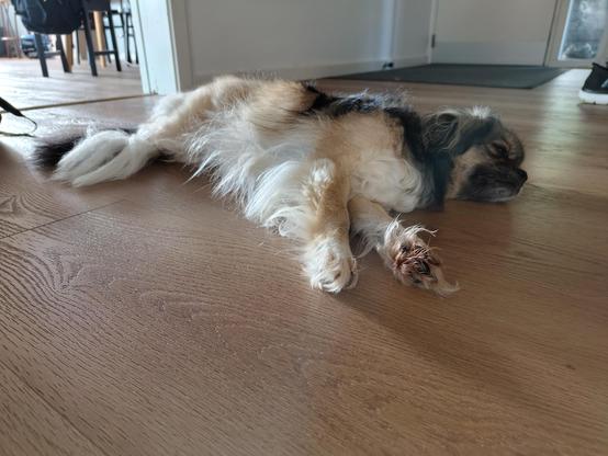 Grown Tibetan spaniel resting on the floor inside.