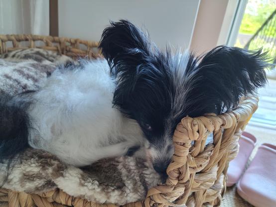 Our slightly psychotic young adult Papillon is resting in his basket.