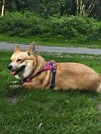 Canis lupus pembrokensis, dressed in her magenta harness, lying down in the grass for a breather. English woodland can be seen behind her, through which an asphalt trail runs.