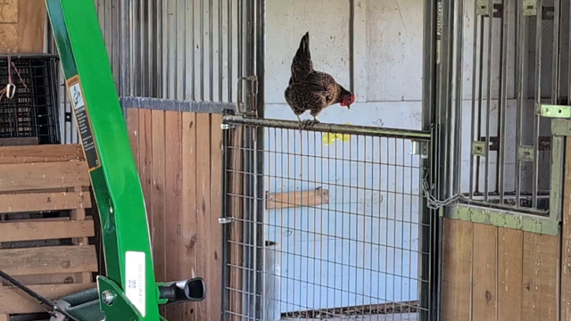 An Icelandic hen sings while standing atop a barn stall gate. She leaps into the stall and, after a brief pause, continues to sing. She then leaps up to an insulated water bucket mount and drops into the mount's cavity. The scene concludes with her alternately examining the cavity as a nesting spot, and looking out and around to make sure no one else knows about the awesome spot that she's found.