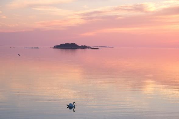 Photo of an island seascape at sunset. Small islands are on the horizon silhouetted against a pink sky. The sea is still and reflects the sky and clouds. A swan swims by in the foreground. West Finland, 25 June 2016. Photo Cindy Kohtala