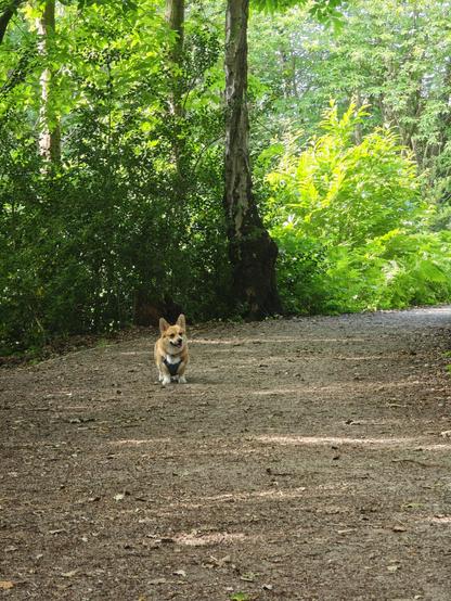 Canis lupus pembrokensis, on a shady woodland trail flanked by trees and bushes. She is wearing a big bulky cooling harness which isn't helping much in the heat. She has a happy, curious look on her face (she has spotted another dog coming towards her in the distance).