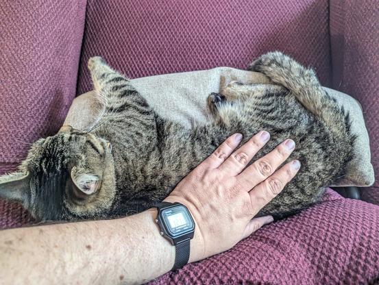 Mira sitting in her favorite chair, taken from above, Casio wristwatch visible