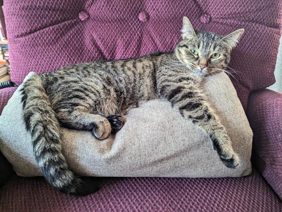 Mira lounging like a total queen