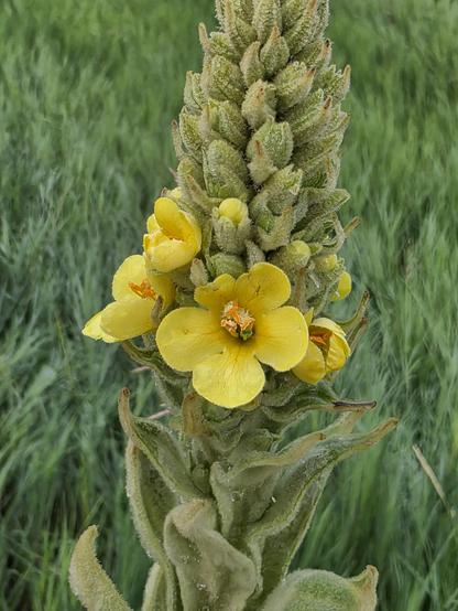 A mullein flower stalk.

Inflorescences: Panicles spikelike, cylindric, terminal, dense.

Flowers: Sulfur-yellow to pale yellow corollas (2-3 cm in diameter), lobes 5;, calyx lobes 5, lanceolate (6-12 mm long), woolly; pedicels short or wanting.