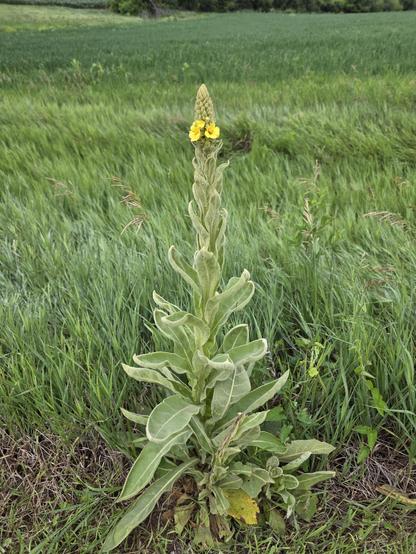 A broad view of a mullein plant.  It is currently about 1 meter in height and still growing.

Stems: Erect, stout, unbranched or a few upright branches near the top, surfaces covered with woolly hairs.

Leaves: Alternate, simple; osette blades ovate to oblanceolate (8-55 cm long, 3-15 cm wide), tips rounded, margins entire to somewhat shallowly crenate, surfaces woolly tomentose; stems blades smaller and more pointed, winged by decurrent leaf bases; sessile.

Height: 0.3 to 2.2 meters.