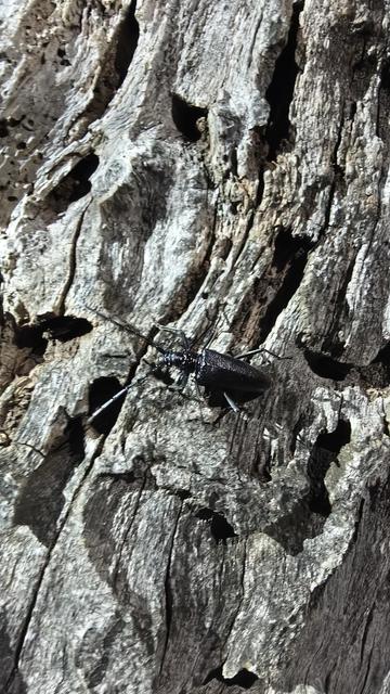 Cerambyx cerdo (Czech: tesařík obrovský)