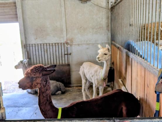 Three alpacas in a barn stall. Two are standing, and one is kushed next to a doorway to the corral.