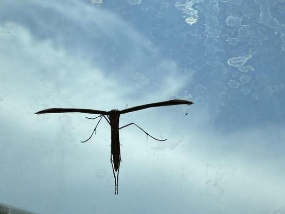 Plume moth against the sky.