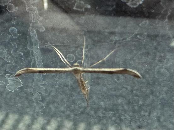 Plume moth against the pavement.
