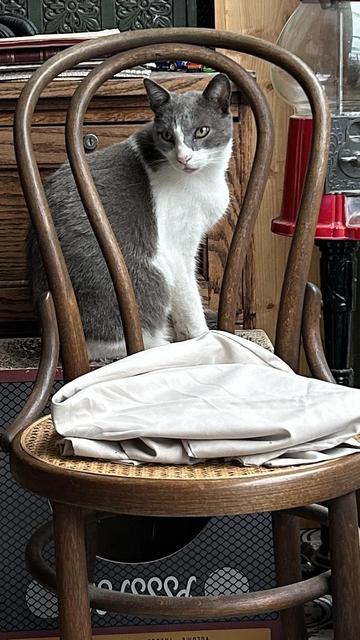 A grey and white cat is sitting on a box, with a bentwood chair in front of him that provides a nice frame.