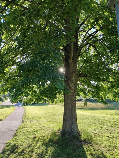 Photo of leave rich tree on a grass lawn. Sun partially visible through the branches.