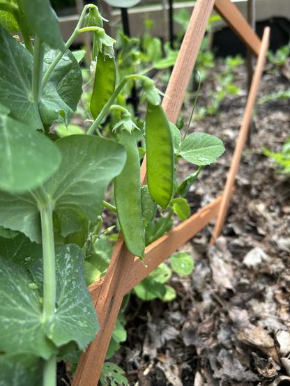 Close up of 3 small sugar snap peas hanging  from a plant