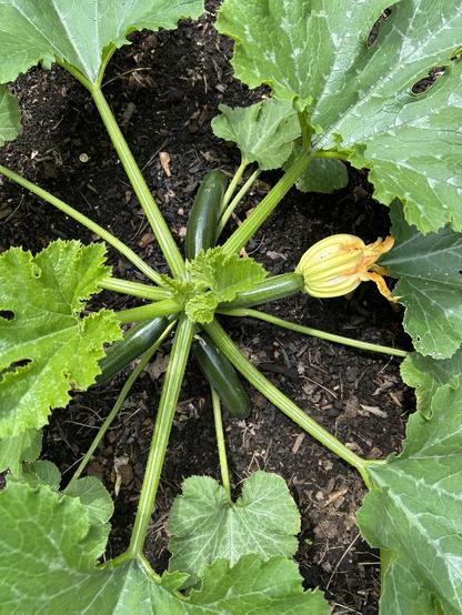 Close up from above looking down at 4 small green zucchini growing on a plant  and one closed yellow flower.