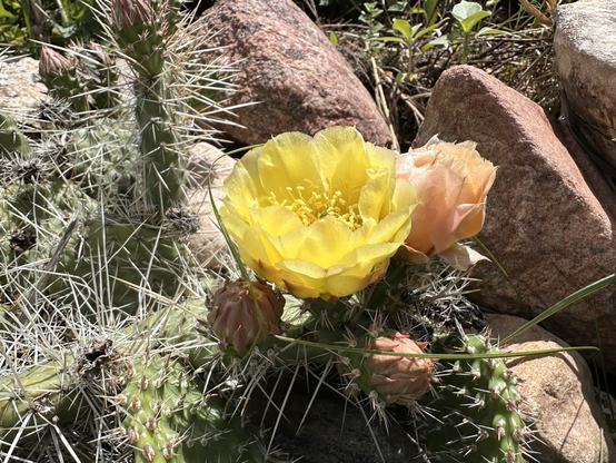 Bright yellow flower with round layer of petals atop a spiny cactus growing next to other cacti and reddish rocks