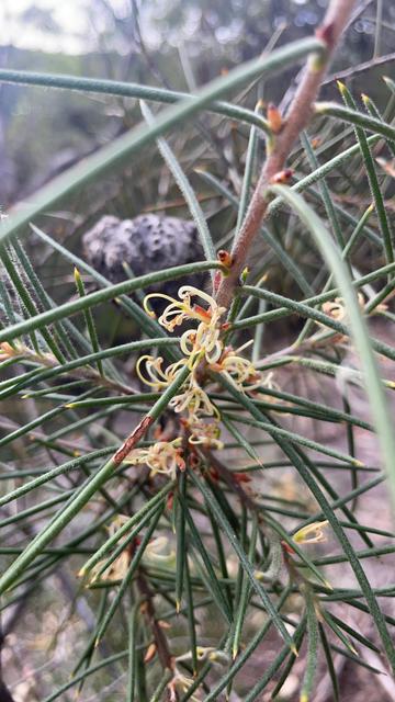 Close up photo of a Hakea gibbosa flower. It looks vaguely like short ramen noodles.