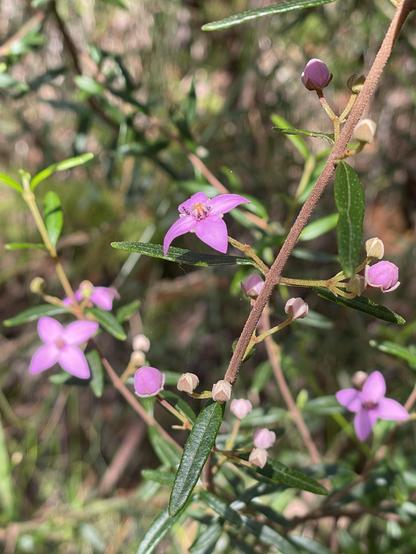 Close up photo of a Boronia ledifolia shrubbery liberally coated in cheery pink, 4 petaled blossoms. It’s obvious why this is a popular ornamental native!! 😍
