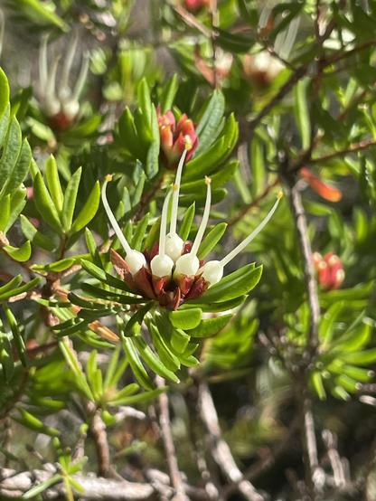 Close up photo of a Darwinia procera flower, which I don’t think has opened yet (though I’m not sure).