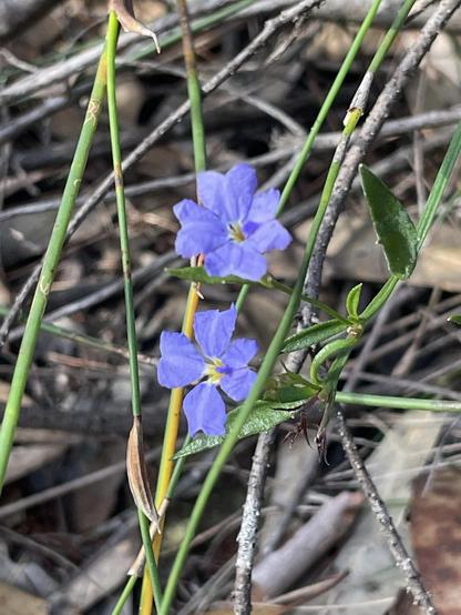 Close up photo of 2 Dampiera stricta blossoms. They are a gorgeous blue, and have 4 love heart shaped petals.