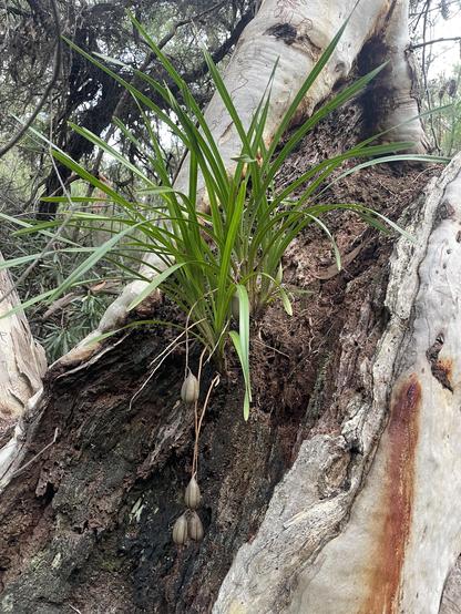 Photo of a very healthy looking Cymbidium suave orchid in a dead hollow in a tree, complete with around half a dozen dangling seed pods.