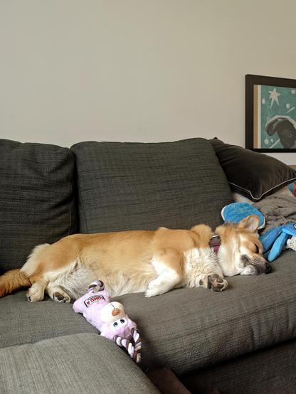 Canis lupus pembrokensis, flat on her side snoozing on her couch, surrounded by stuffed tug toys. There is a lot of glorious fluffy corgi tummy exposed.