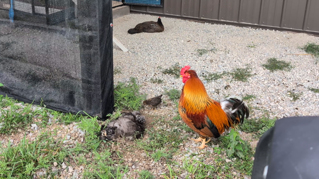 A hen and three of her chicks dust-bathe near a barn pole. Her fourth chick is wandering around. Another hen dust-bathes in the background. A red/gold rooster stands near the momma hen and her chicks, keeping an eye on things.