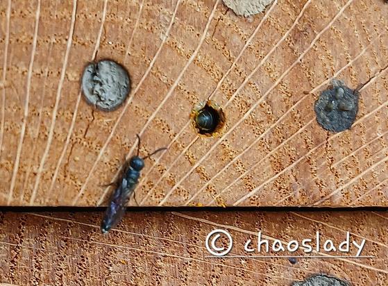 Zwei Holzplatten übereinander. In der oberen sind mehrere Bohrlöcher. Eins ist noch nicht zugemauert, dort kann man den Hinterteil einer schwarzen Biene erkennen. Vor dem Loch wartet eine sehr dünne schwarze Wespe.