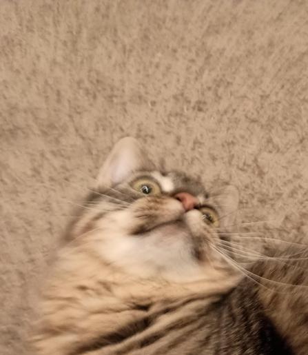 tabby cat on carpet with wild expression