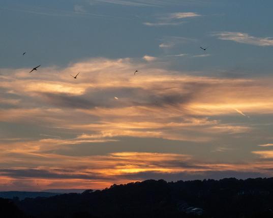 A small group of swifts in an orange sunset, seen from a distance.