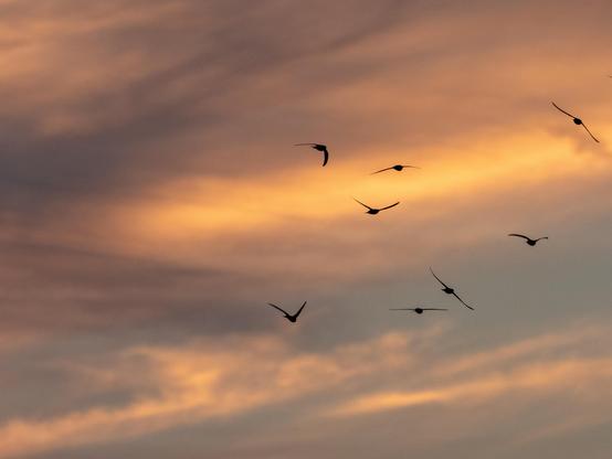 A group of swifts, sharp black silhouettes against an orange sunset.