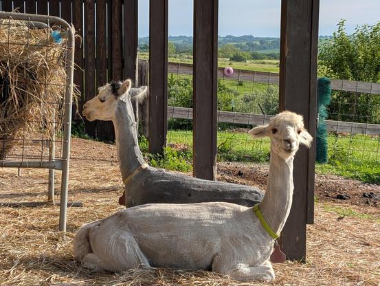 Two kushed alpacas, facing opposite directions, near a hay feeder. The nearer alpaca looks at the camera.