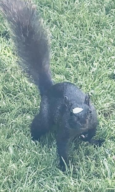 Squirrel with a leaf on his face