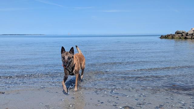 Eine Malinois-Hünden mit einem Ball im Maul kommt es dem Wasser.
