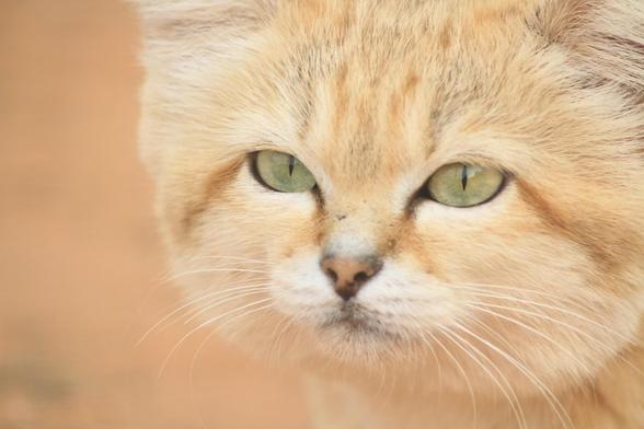sand cat, or Felis margarita in Libya