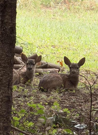Two fawns laying beneath a tree, attentive and staring into the camera