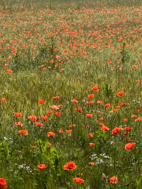 Ein Feld voller Mohnblumen.