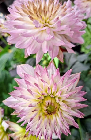 Op deze foto twee mooie bloemen, volgens mij zijn het dahlia's.