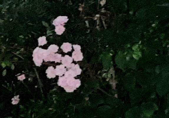 The picture just shows a bunch of blossome in front of a wall of leaves.  It has a monochrome vibe, the blacks are green, the whites are pinkish. No color really distracts from the structures, but still, they are there.