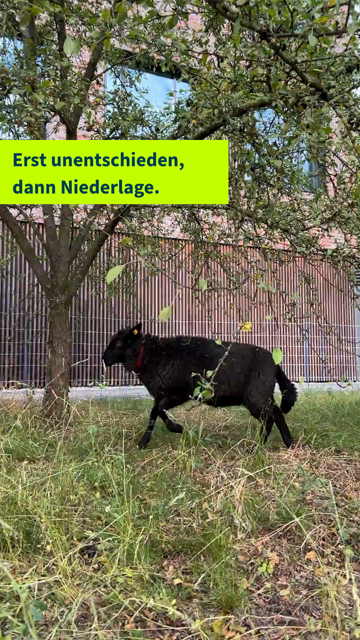 Video des Schafs „Tina“ vom Fachbereich Veterinärmedizin der FU Berlin (Rauhwolliges Pommersches Landschaf) ist das offizielle WM-Orakel auf dem Campus Düppel. Bei den Vorrundenspielen der deutschen Mannschaft tippt das Schaf traditionell, indem es auf einen von drei Futtertrögen mit der Aufschrift Sieg, Unentschieden oder Niederlage zuläuft