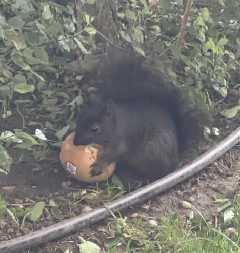 Young squirrel holds onto a whole Fuji apple