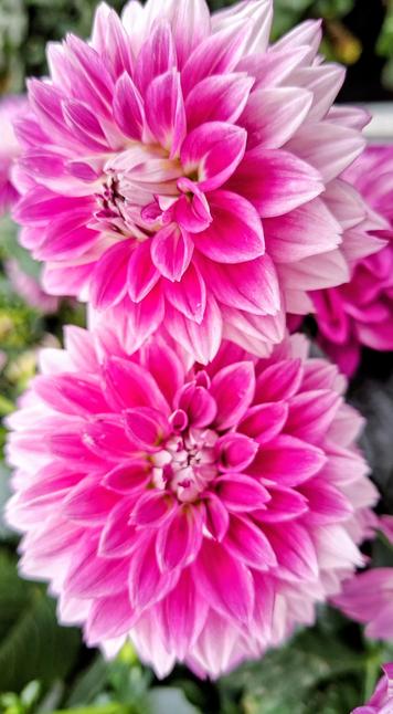 Twee mooie dahlia's op deze foto, vanmorgen vers gefotografeerd....
