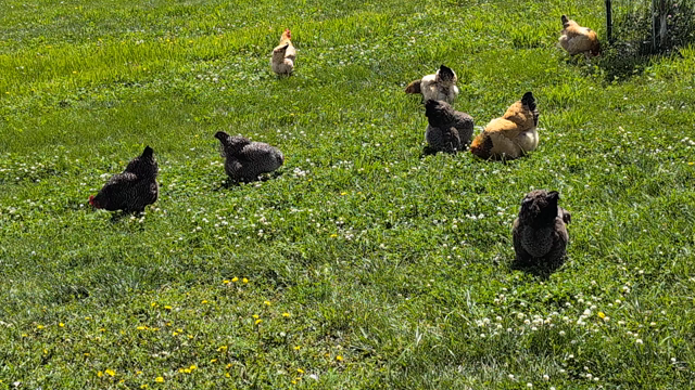 A flock of chickens free-range in a field of grass and clover.