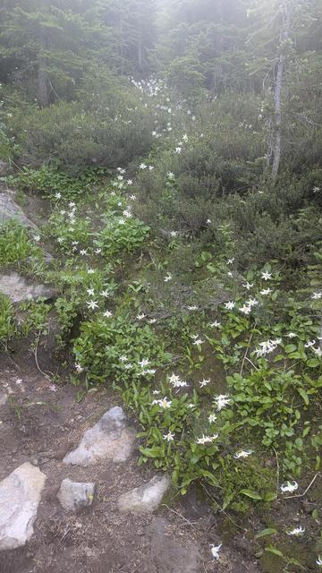 Avalanche lilies, small white flowers