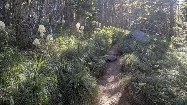 Bear grass blooms along Timberline trail at Mt Hood