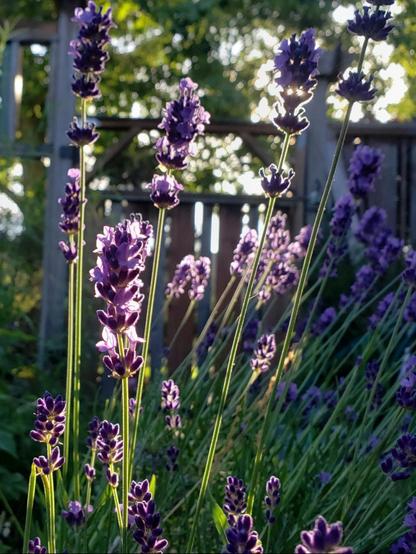Close up of a handful of lavender flowers photographed in contrast. The sunlight of a setting sun is behind them. This makes some of the petals look a bit translucent. Behind the plants, a wooden fence and some greenery.