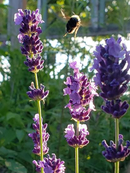 Close up of three lavender inflorescences. The sun is shining behind them, so some of the petals look bright and translucent, others dark in the shade. Among the flowers there is a black and yellow fuzzy bumblebee flying away. Its wings are extended to the sides, it's legs dangling.